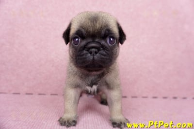 06/23巴哥母幼犬1號(新竹東區)2