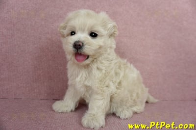 03/31奶油色馬爾泰迪母幼犬3號(屏東恆春)9