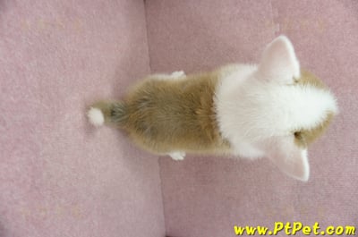 01/25雙色柯基犬公幼犬(基隆中山)12