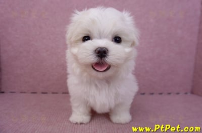 06/26迷你型馬爾濟斯公幼犬2號(高雄前金)1