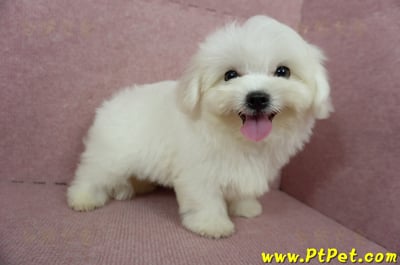 04/17迷你型馬爾濟斯公幼犬(桃園龜山)4