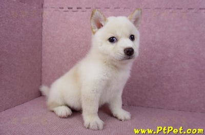 05/24白色柴犬公幼犬4