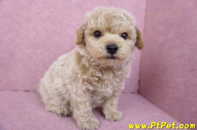 09/23泰迪比熊公幼犬(苗栗苑裡)4