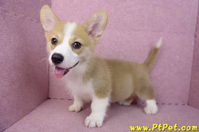 05/27雙色柯基犬公幼犬(台中西屯)14