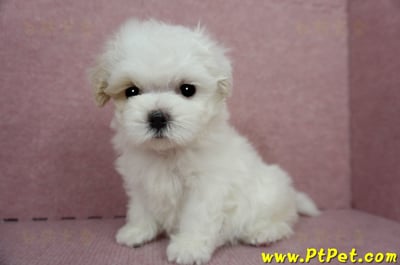 04/11紅白花馬爾泰迪母幼犬(桃園平鎮)13