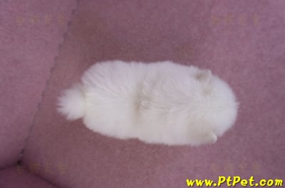 11/10松鼠白博美公幼犬(高雄大樹)7