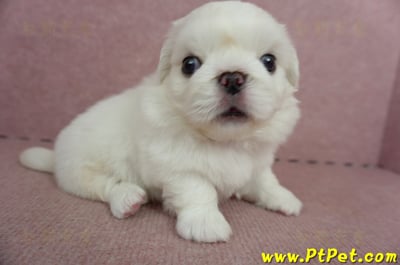 05/27北京狗公幼犬(新北林口)4