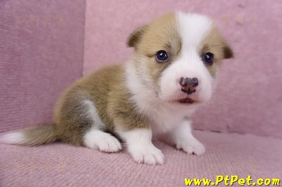 07/09雙色柯基犬公幼犬2