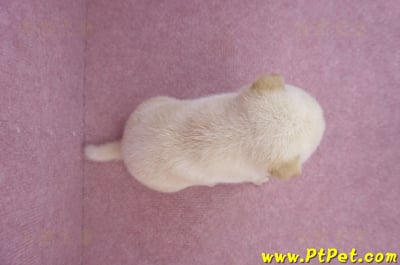 05/24白色柴犬母幼犬1號6