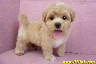 08/06奶油色馬爾泰迪公幼犬1號(桃園中壢)7