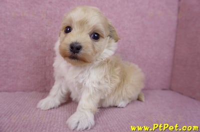 12/10馬爾泰迪公幼犬3號4