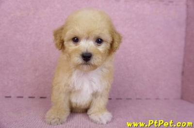 08/12泰迪比熊母幼犬(高雄鼓山)3