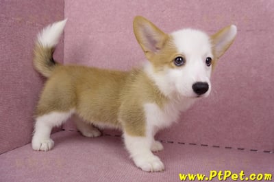 05/09雙色柯基犬母幼犬(台北萬華)4