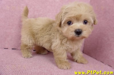 06/15奶油色馬爾泰迪母幼犬2號(桃園中壢)4