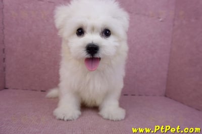 03/20馬爾濟斯公幼犬(新北土城)3