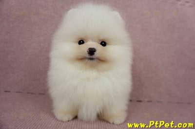 03/14迷你型松鼠白博美公幼犬2號(台北士林)2