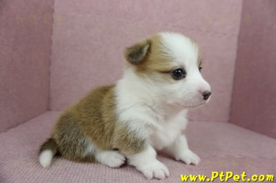 01/25雙色柯基犬母幼犬(宜蘭冬山)3