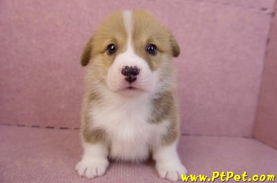 11/30雙色柯基犬公幼犬5號(高雄仁武)1