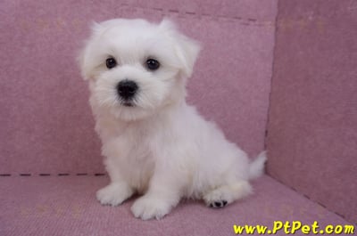 07/26迷你型馬爾濟斯 I 公幼犬(台中東區)7