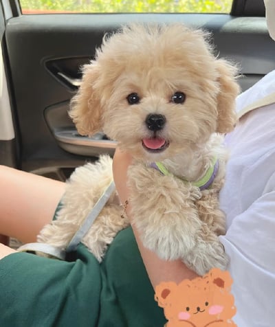 馬爾泰迪介紹10