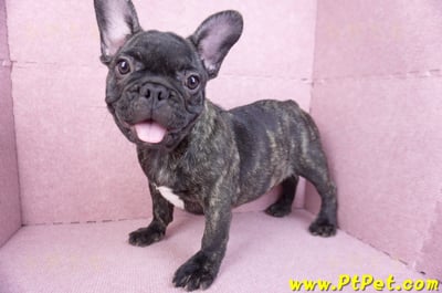 09/18虎斑色法國鬥牛母幼犬9