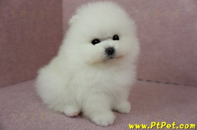 12/27迷你型松鼠白博美公幼犬1號(高雄前鎮)4