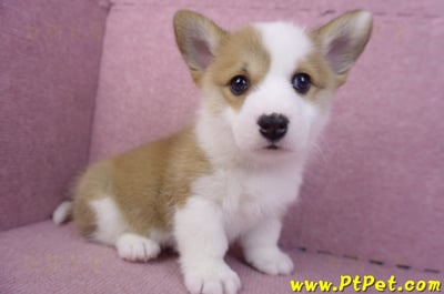 11/30雙色柯基犬公幼犬2號3