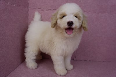 07/10迷你型花貴賓公幼犬(奶油花)(屏東東港)1