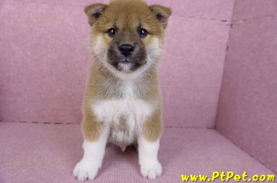 11/19赤色柴犬公幼犬2