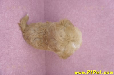 06/18馬爾泰迪公幼犬(桃園市)11