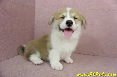 02/09雙色柯基犬母幼犬(屏東九如)1