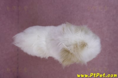 07/18紅白花馬爾泰迪母幼犬(新竹湖口)12