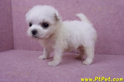 07/26迷你型馬爾濟斯 I 母幼犬(高雄大社)6