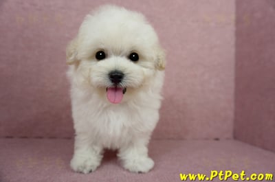 03/31奶油色馬爾泰迪母幼犬(桃園蘆竹)2