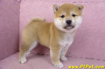 02/06赤色柴犬母幼犬3號(高雄左營)7