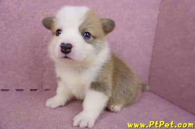 04/16雙色柯基犬公幼犬11
