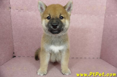 05/11赤色柴犬公幼犬(高雄大社)2