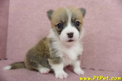 04/13雙色柯基犬母幼犬2號(台南東區)3