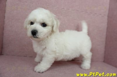 12/01比熊犬母幼犬1號（台北中山）8