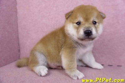 09/21赤色柴犬公幼犬(新北淡水)3