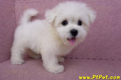 03/20馬爾濟斯公幼犬5