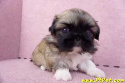 10/31松色北京狗母幼犬(新北三重)4