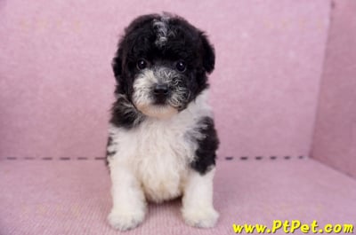 07/10迷你型花貴賓母幼犬2號(台南中西)3