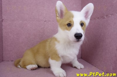 11/05雙色柯基犬公幼犬(新竹新豐)4