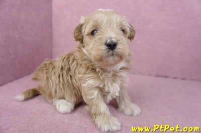 02/20馬爾泰迪公幼犬5