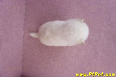 07/11白色柴犬母幼犬(高雄苓雅)6