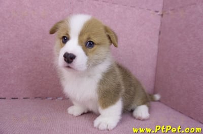 11/30雙色柯基犬公幼犬1號(屏東萬丹)9