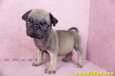 09/08巴哥母幼犬2號(屏東新園)1