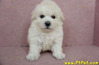 01/13泰迪比熊公幼犬(桃園市)4