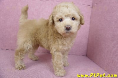 12/06奶油貴賓母幼犬(花蓮市)7